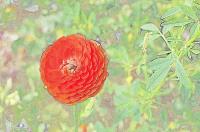 Giant Ranunculus 